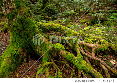 Beautiful Japanese moss-covered plateau forest 82393521