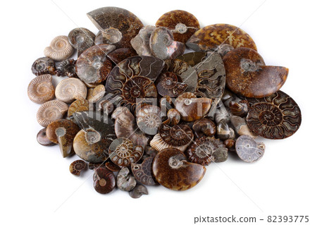 Ammonites isolated on white. Different ammonite varieties Ammonites isolated on white. Different ammonite varieties 82393775