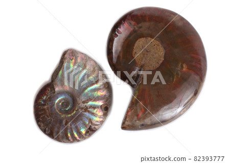 Ammonites isolated on white. Different ammonite varieties 82393777