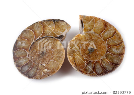 Ammonite halves isolated on white 82393779