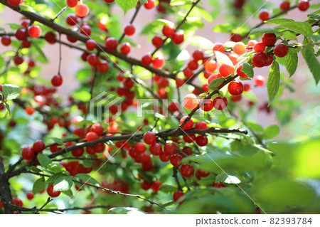 Nanking cherry bush Nanking cherry bush 82393784