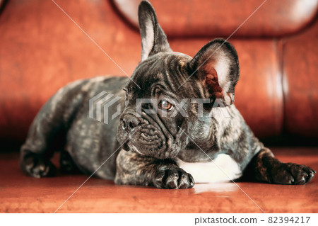 Young Small Black French Bulldog Dog Puppy Lying On Sofa. Funny Dog Baby With Beautiful Black Snout Eyes Bulldog Puppy Dog. Adorable Bulldog Puppy 82394217