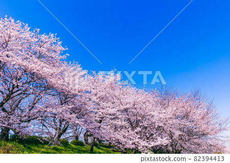 Cherry Blossoms Cherry Blossoms 82394413