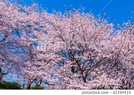 Cherry Blossoms Cherry Blossoms 82394414