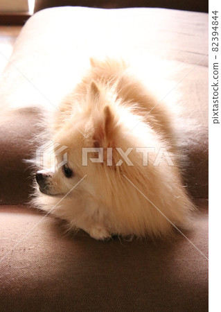 Pet dog photo 82394844