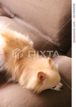 寵物狗照片 寵物狗照片 82394849