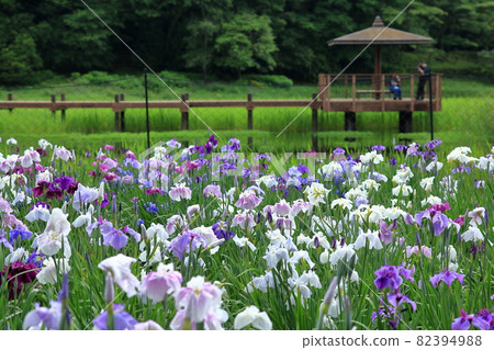 神樂女士的虹膜 神樂女士的虹膜 82394988