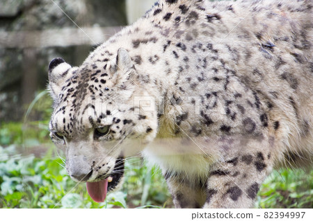 Snow leopard Snow leopard 82394997