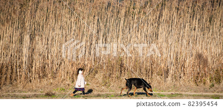 杜賓和女孩一起散步 82395454