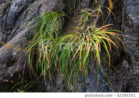 Grass that grows on the rock surface Grass that grows on the rock surface 82395501