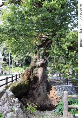 Tree root bridge (Kashiwara zelkova, Tamba city, Hyogo prefecture) 82395676