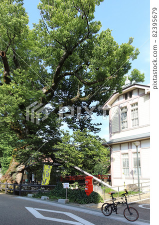 Tree root bridge (Kashiwara zelkova, Tamba city, Hyogo prefecture) Tree root bridge (Kashiwara zelkova, Tamba city, Hyogo prefecture) 82395679