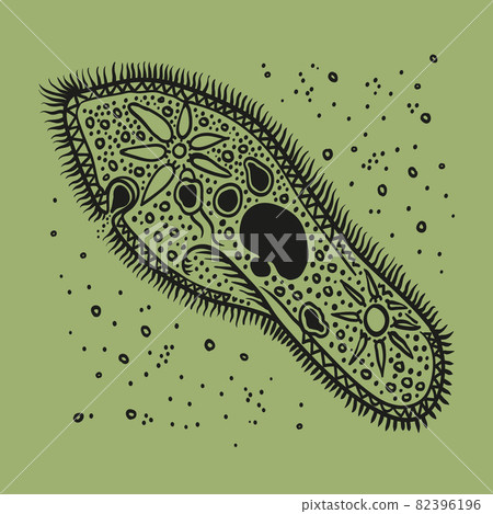 Infusoria slipper vector illustration. Bacteria and dirt. 82396196