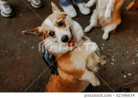 A beautiful Corgi dog. Happy pet, portrait of a golden corgi 82396634