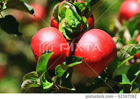 Ripe red apple Ripe red apple 82397392