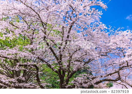 Cherry Blossoms Cherry Blossoms 82397919