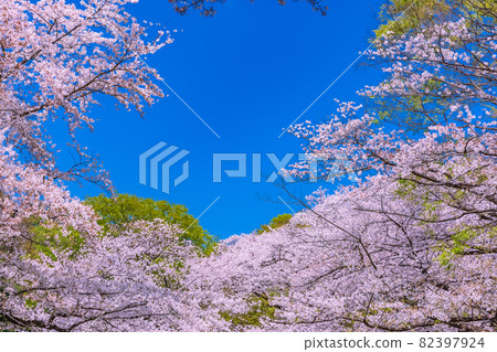Cherry Blossoms Cherry Blossoms 82397924