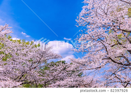 Cherry Blossoms Cherry Blossoms 82397926
