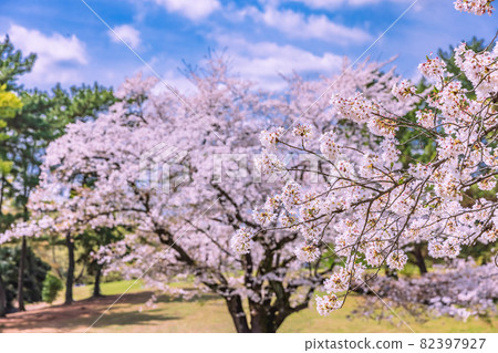 Spring park Tokyo 82397927