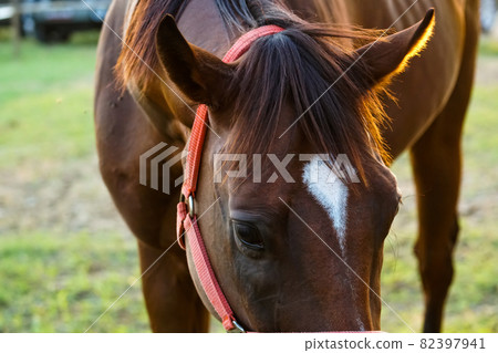 horse in pasture in the evening horse in pasture in the evening 82397941