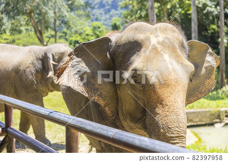 Elephant of Thailand. elephants in the elephant sanctuary center. Elephant of Thailand. elephants in the elephant sanctuary center. 82397958