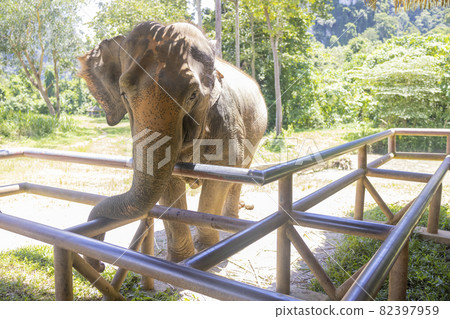 Elephant of Thailand. elephants in the elephant sanctuary center. 82397959