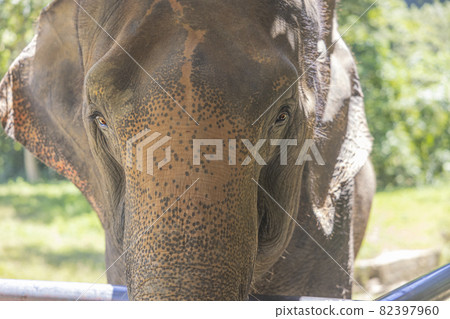 Elephant of Thailand. elephants in the elephant sanctuary center. Elephant of Thailand. elephants in the elephant sanctuary center. 82397960