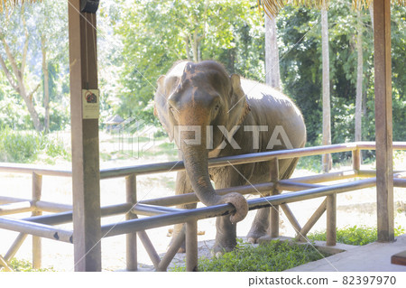 Elephant of Thailand. elephants in the elephant sanctuary center. 82397970