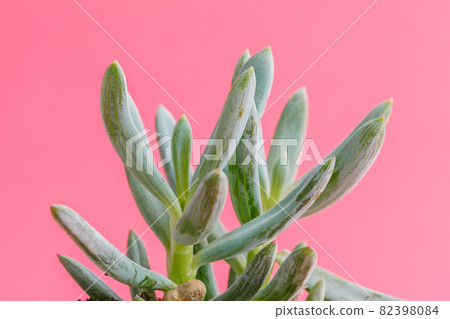 Succulent plants on pastel pink background. Flat lay. Succulent plants on pastel pink background. Flat lay. 82398084