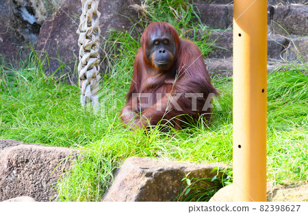 動物 動物 82398627