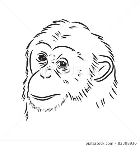 Hand drawn sketch style illustration of monkey face. Chinese zodiac sign. Young Chimpanzee. Vector illustration. Hand drawn sketch style illustration of monkey face. Chinese zodiac sign. Young Chimpanzee. Vector illustration. 82398930
