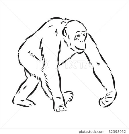 Hand drawn sketch style illustration of monkey face. Chinese zodiac sign. Young Chimpanzee. Vector illustration. 82398932