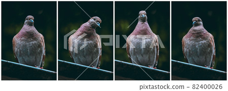 Feral brown pigeons set on dark background. City birds 82400026
