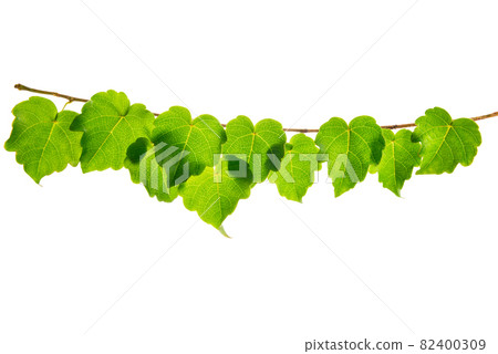 young green branch isolated on white background 82400309