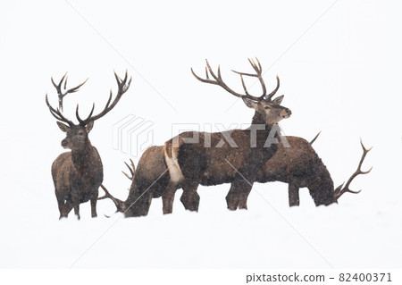 Group of red deer standing on snow isolated on white background 82400371