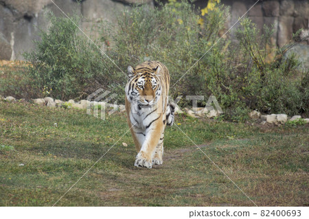 Big siberian tiger is walking on a autumn meadow. 82400693