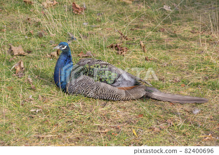Beautiful male peacock in bright metallic colors. Beautiful male peacock in bright metallic colors. 82400696