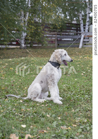 Afghan hound puppy is sitting on a green grass. Afghan hound puppy is sitting on a green grass. 82400705