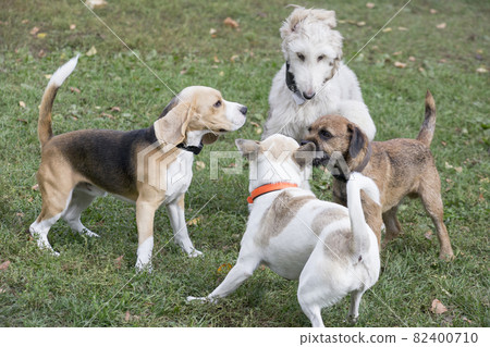 Four dogs are playing in the autumn park. Pets. 82400710