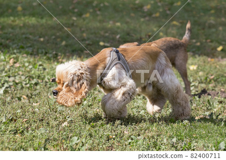Cavalier king charles spaniel sniffing out traces. 82400711