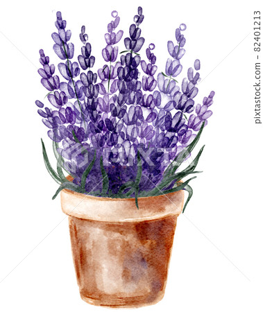 Flower pot with lavender, Hand drawn watercolor painting on white background 82401213