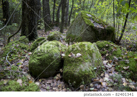 A large stone in the forest, covered with green moss and autumn foliage. Fairy tale group, a pile of stones in the autumn forest. Background photography. 82401341