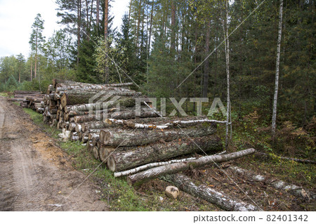 Forest birches, pines and spruces. Piles of logs, logging of the woodworking industry. Close-up - fresh chopped wood. Processing of felled forests, lumber tree trunks. Abstract wood background Forest birches, pines and spruces. Piles of logs, logging of the woodworking industry. Close-up - fresh chopped wood. Processing of felled forests, lumber tree trunks. Abstract wood background 82401342