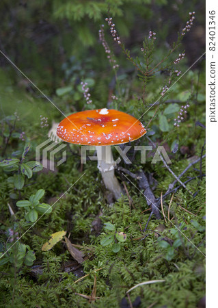 Toxic and hallucinogen mushroom Fly Agaric in grass on autumn forest background. 82401346