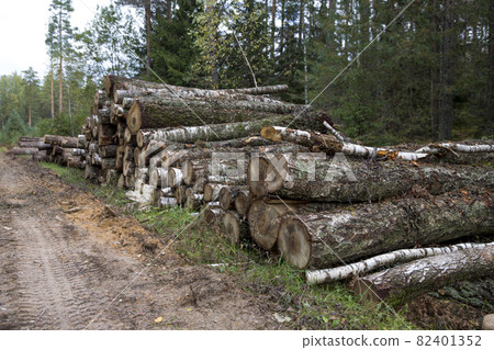Forest birches, pines and spruces. Piles of logs, logging of the woodworking industry. Close-up - fresh chopped wood. Processing of felled forests, lumber tree trunks. Abstract wood background 82401352