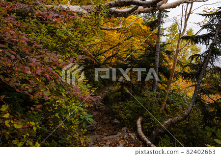 連接種池山莊、鹿島屋裡岳、地之岳的柏原神道的秋葉 連接種池山莊、鹿島屋裡岳、地之岳的柏原神道的秋葉 82402663
