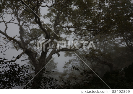 A mountain trail leading to Mt. Karasawa. Fantastic trees in thick fog A mountain trail leading to Mt. Karasawa. Fantastic trees in thick fog 82402899