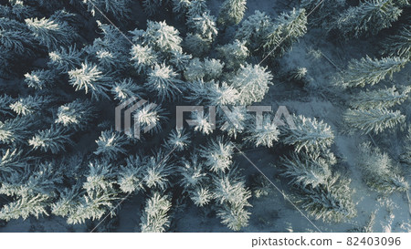 Top down aerial snow mountain forest. Winter nobody nature landscape. Undiscovered snowy pine trees 82403096