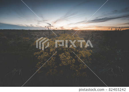 Flowery summer landscape Flowery summer landscape 82403242