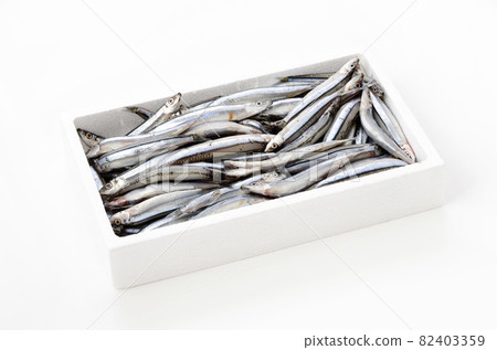 銀色條紋圓腹鯡 銀色條紋圓腹鯡 82403359